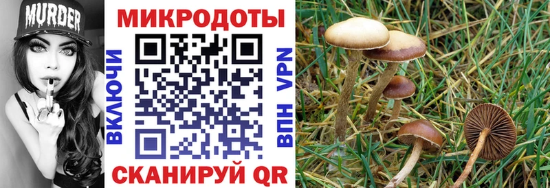 площадка Telegram  Кологрив  Галлюциногенные грибы Cubensis 